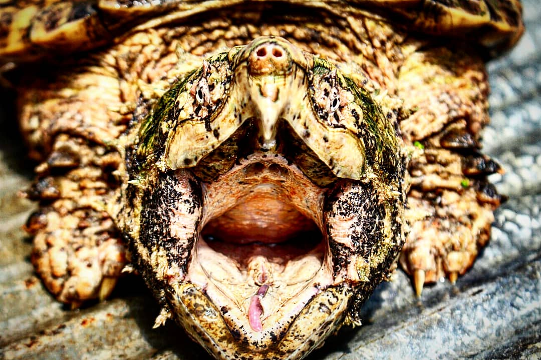 alligator snapping turtle picture